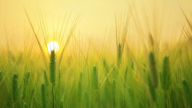 According to the Punjab Pollution Control Board, the state has recorded 4,585 farm fires this season so far compared to 1,631 such incidents during the corresponding period last year. (Pixabay) According to the Punjab Pollution Control Board, the state has recorded 4,585 farm fires this season so far compared to 1,631 such incidents during the corresponding period last year. (Pixabay)