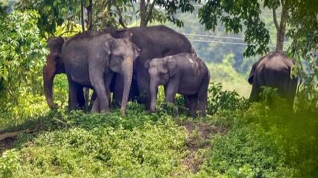 Man-elephant conflicts have risen over the years due to the shrinking habitat of the tuskers, argue some experts.(PTI Photo)