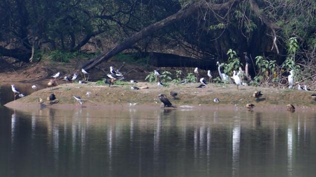 Resident birds enjoying the artificial isle at Sukhna lake.(Keshav Singh/HT Photo) Resident birds enjoying the artificial isle at Sukhna lake.(Keshav Singh/HT Photo)