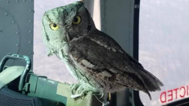 The owl entered the aircraft unexpectedly and left without any injury.(Facebook/@Sky Aviation)