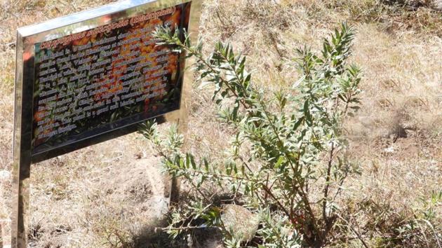 Special sacred forest patch Badrivan (The Forest of Lord Badri) where four sacred plant species associated with Lord Badri-the deity enshrined at Badrinath, have been grown(HT Photo) Special sacred forest patch Badrivan (The Forest of Lord Badri) where four sacred plant species associated with Lord Badri-the deity enshrined at Badrinath, have been grown(HT Photo)
