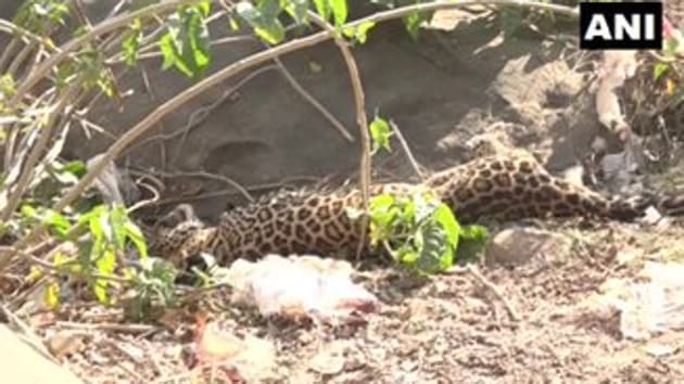 The leopard was spotted by locals at the village outskirts.(ANI)