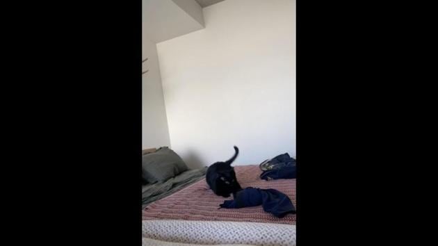 The image shows a cat named Void. (Reddit/@mamamalkovich) The image shows a cat named Void. (Reddit/@mamamalkovich)