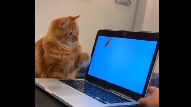 The image shows the cat in front of a laptop.(Reddit/@mac_is_crack)