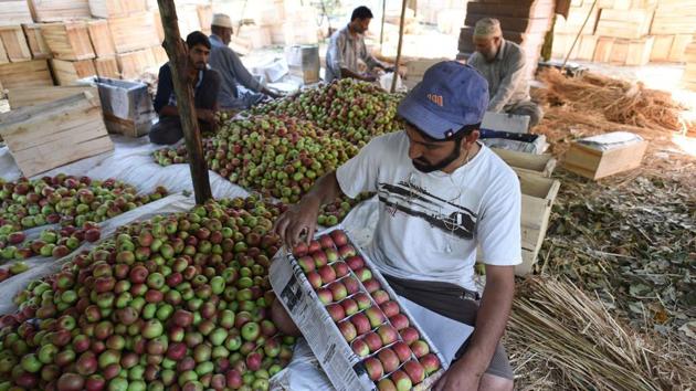 The Uttarakhand government will promote the state’s apples through its Centres of Excellence. (Representative image/HT PHOTO) The Uttarakhand government will promote the state’s apples through its Centres of Excellence. (Representative image/HT PHOTO)