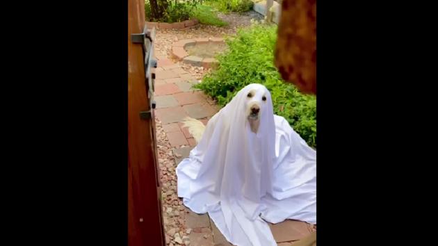 The image shows Leo wearing a Halloween costume. (Instagram/@leothecream) The image shows Leo wearing a Halloween costume. (Instagram/@leothecream)