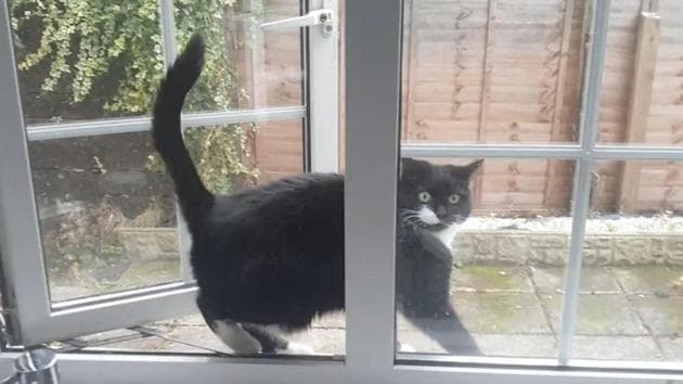 The image shows a cat. (Reddit/@wwaarrddy) The image shows a cat. (Reddit/@wwaarrddy)