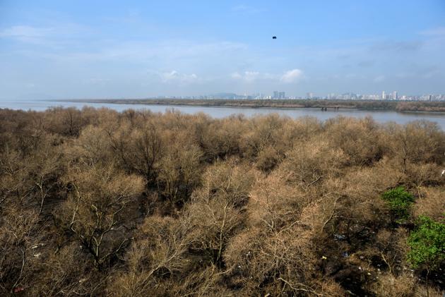 An entire mangrove patch in Airoli was visibly dry on Saturday owing to an attack by the teak defoliator moth — Hyblaea puera. Every year, evergreen mangrove forests in the Mumbai Metropolitan Region (MMR), which should ideally flourish during post-monsoon months, wear a dry, skeletal look owing to certain defoliating pests feeding on leaves and barks. This year, however, Rthe phenomenon has happened unusually early. The state mangrove cell is investigating the reasons for this. (Satish Bate/HT Photo) An entire mangrove patch in Airoli was visibly dry on Saturday owing to an attack by the teak defoliator moth — Hyblaea puera. Every year, evergreen mangrove forests in the Mumbai Metropolitan Region (MMR), which should ideally flourish during post-monsoon months, wear a dry, skeletal look owing to certain defoliating pests feeding on leaves and barks. This year, however, Rthe phenomenon has happened unusually early. The state mangrove cell is investigating the reasons for this. (Satish Bate/HT Photo)