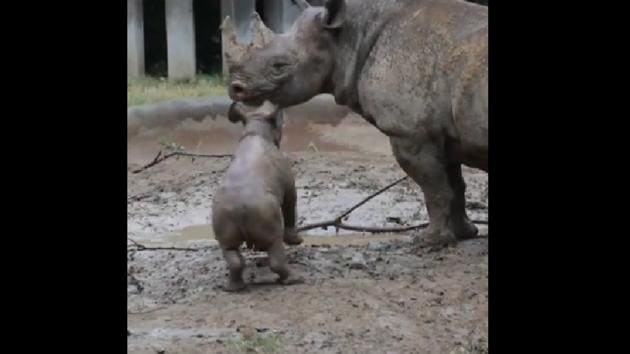 The image shows Ajani Joe with his mother.(Instagram/@cincinnatizoo)