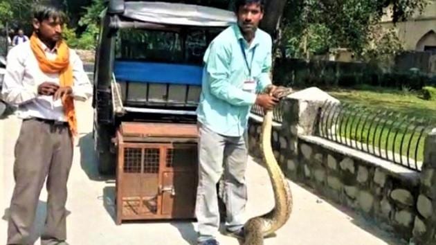 Forest officials capturing Python in Uttarakhand’s Kumaon region. (HT Photo) Forest officials capturing Python in Uttarakhand’s Kumaon region. (HT Photo)
