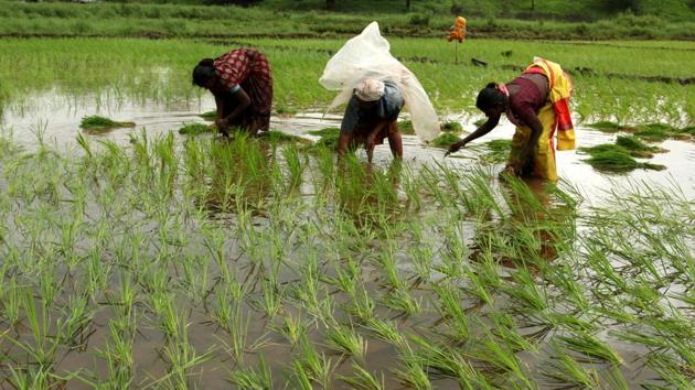 When looked at in dollar terms, which helps in neutralising the effects of currency depreciations, the fall in livestock products is steeper at 21.9%.(Hindustan Times) When looked at in dollar terms, which helps in neutralising the effects of currency depreciations, the fall in livestock products is steeper at 21.9%.(Hindustan Times)