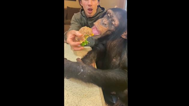 Sugriva taking a nice big bite out of the burger. (Instagram/@chimpbrothers) Sugriva taking a nice big bite out of the burger. (Instagram/@chimpbrothers)