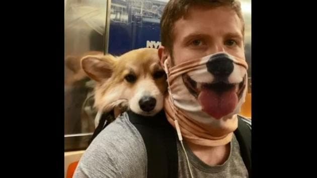 The image shows the corgi with its human.(Reddit/@kittytime)