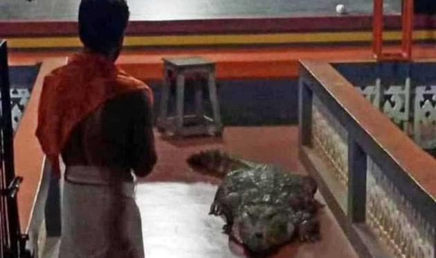 Vegetarian&#39; croc makes surprise entry into Kerala temple, retreats after  request from priest - Hindustan Times