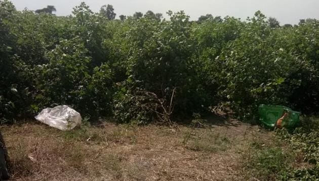 The man grew cucumber plants at the spot where the victim’s body was buried to ensure no suspicion is raised. The man grew cucumber plants at the spot where the victim’s body was buried to ensure no suspicion is raised.