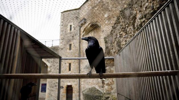 A raven in a cage at the Tower of London in central London on October 12. Back in March when the lockdown began, the ravens didn’t see anybody except Ravenmaster Skaife, who still came to work to look after the birds. He rotated feeding and caring duties with his three assistants. (Tolga Akmen / AFP)