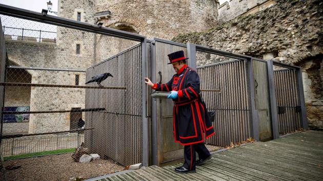 Yeoman Warder Ravenmaster Chris Skaife feeds the ravens at the Tower of London in central London on October 12. As Yeoman Warder Ravenmaster at the Tower of London, Skaife is responsible for the country’s most famous birds. According to a legend firmly rooted in Britain’s collective imagination, if all the ravens were to leave the Tower, the kingdom would collapse and the country be plunged into chaos. (Tolga Akmen / AFP)