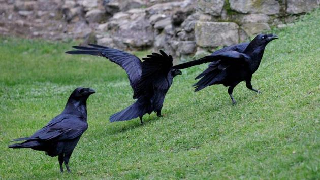 Ravens roam in the grounds after being fed at the Tower of London in central London on October 12. Coronavirus lockdown restrictions meant that the ravens had no one to play with or rob food from. It also posed a challenge for Ravenmaster Skaife – to keep the birds from flying away in search of tasty morsels. (Tolga Akmen / AFP)