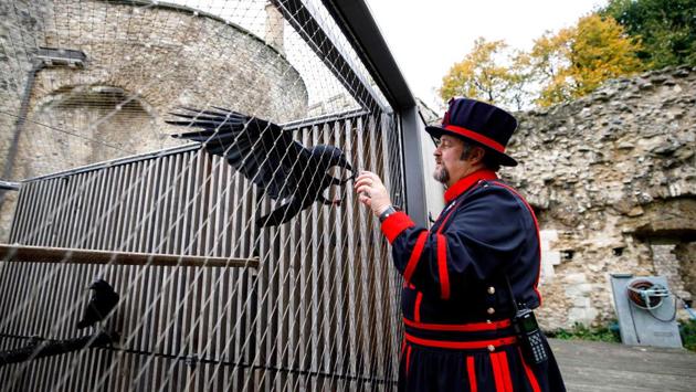 Skaife poses with a raven at the Tower of London in central London on October 12. According to Skaife, the birds truly only belong in the Tower but are now kept in their cages more often to make sure they eat enough as there are slim pickings from the Tower’s rubbish bins because of the reduced footfall, he told AFP. (Tolga Akmen / AFP)