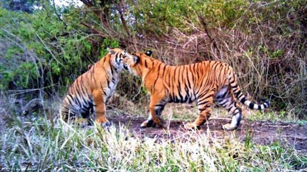 A pair of tigers at Gohri Range of Uttarakhand’s Rajaji Tiger Reserve.(HT file photo)