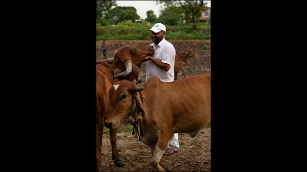 Satyajit Hange with their cows at the farm in Bhodani in Pune. Their Instagram handle @twobrothersorganicfarms has over 41,700 followers. (Photo courtesy TwoBrothersOrganicFarms)