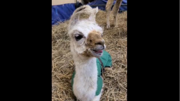 Five-hour-old baby llama yawns for the camera. Video is both ...