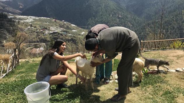Guests at the farm assisting in giving animals at the farm, the sheep Loblu and Lobli, a wash. (Photo courtesy Sanjay Austa)