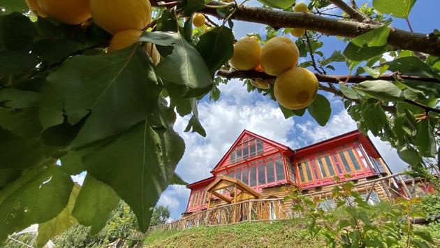 The apricot tree at the Meena Bagh farmstay. Sanjay Austa says he wants his farm account to be educational, so he’s honest about the harvests, discoveries and mistakes he makes at his orchard in Himachal Pradesh. (Photo courtesy Sanjay Austa)