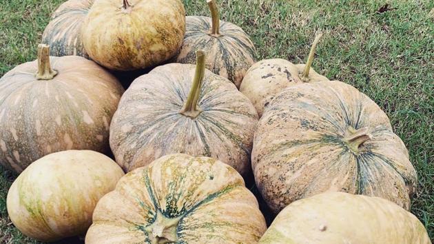 A good pumpkin haul at Sneh Yadav’s Tijara organic farm in Tijara, Rajasthan, around 80 kms from Delhi. (Photo courtesy Tijaraorganic)
