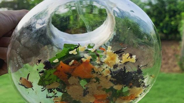 Home brewed tea is made with a concoction of freshly grated ginger, freshly grated raw turmeric and leaves of fresh tulsi plucked from the farm. (Photo courtesy Tijaraorganic)