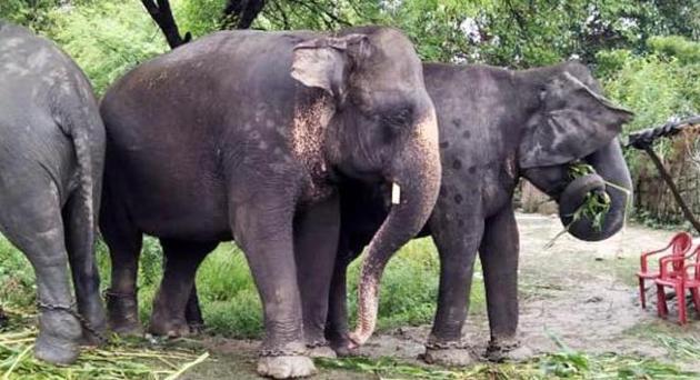 Rampant elephant attacks continue to claim lives in the area. (Representational Image) Rampant elephant attacks continue to claim lives in the area. (Representational Image)