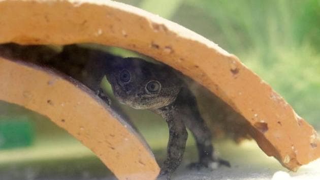 A 'Rana del Loa' (Loa's Frog), under danger of extinction, is pictured inside a laboratory where it has been successfully reproduced, in Santiago, Chile.(REUTERS) A 'Rana del Loa' (Loa's Frog), under danger of extinction, is pictured inside a laboratory where it has been successfully reproduced, in Santiago, Chile.(REUTERS)