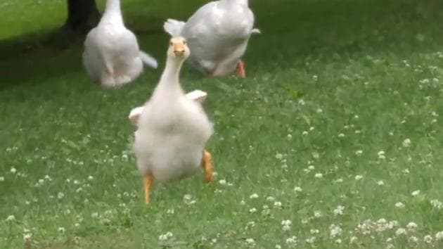 Sam running towards the person. (Reddit/SullivansGoose) Sam running towards the person. (Reddit/SullivansGoose)