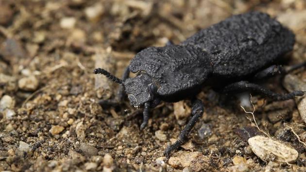 This 2016 photo provided by the University of California, Irvine, shows a diabolical ironclad beetle, which can withstand being crushed by forces almost 40,000 times its body weight and are native to desert habitats in Southern California.(AP photo)