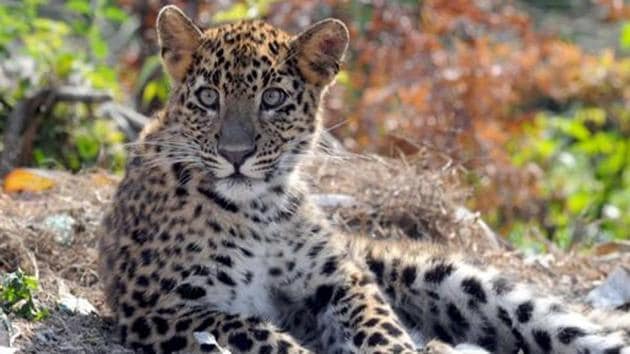 Man-animal conflicts have risen in Uttarakhand in the recent times with several incidents of leopard attacks reported.(HT File Photo)