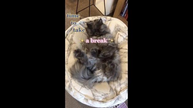 The image shows a cat named Bobbie. (Instagram/@thatcatbobbie) The image shows a cat named Bobbie. (Instagram/@thatcatbobbie)