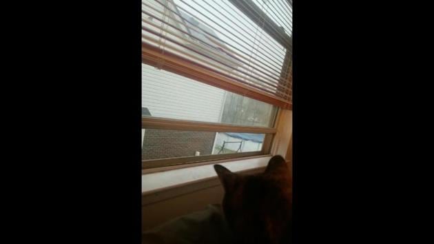 The image shows a cat.(Reddit/@RockosBos)