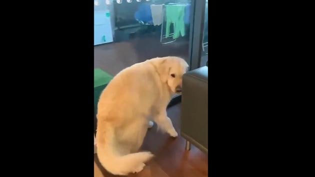 The image shows Horlicks the doggo.(Instagram/@horlicks.thegolden)