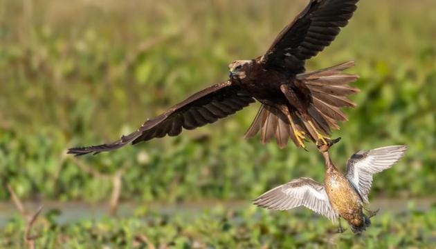 A harrier scoops a Gadwall duck from the Keshopur Chhamb, Gurdaspur.(PHOTO: VISHESH KAMBOJ)