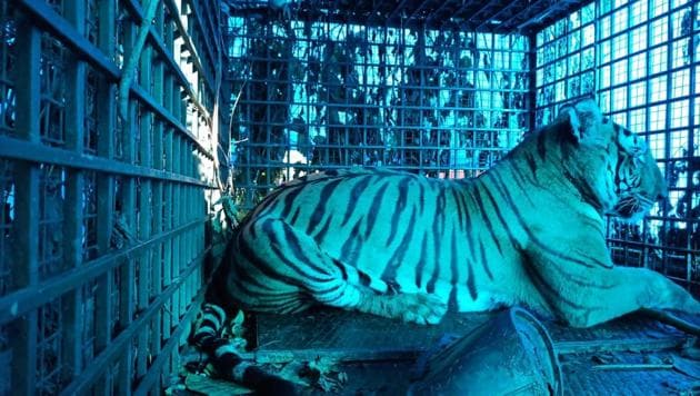 The 9-year-old tigress after it was trapped in a cage. (HT PHOTO) The 9-year-old tigress after it was trapped in a cage. (HT PHOTO)