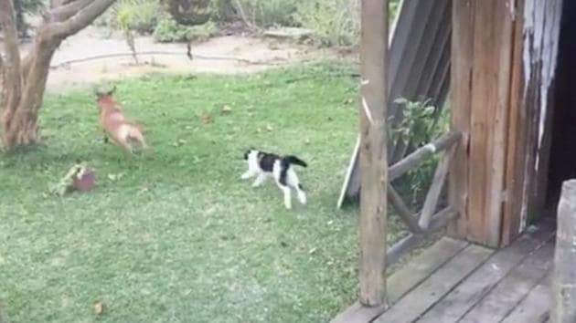 The image shows a cat and a dog. (Reddit/@Aussie-troll) The image shows a cat and a dog. (Reddit/@Aussie-troll)