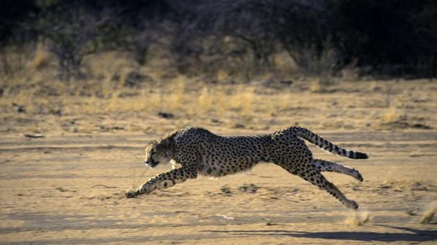 The African cheetah will be translocated to India and an exercise ids on to identify the most suitable habitat for it.(LightRocket via Getty Images)