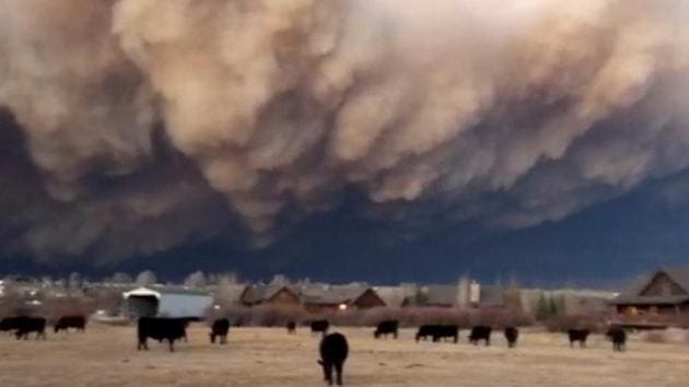 Cows graze as thick plume of smoke from the East Troublesome Fire rise from burning vegetation in Granby, Colorado, US.(REUTERS) Cows graze as thick plume of smoke from the East Troublesome Fire rise from burning vegetation in Granby, Colorado, US.(REUTERS)