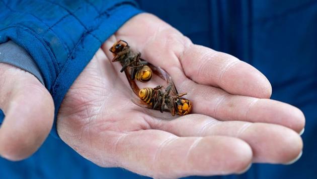 A Washington State Department of Agriculture workers holds two of the dozens of Asian giant hornets vacuumed from a tree in Blaine, Washington.(AFP)