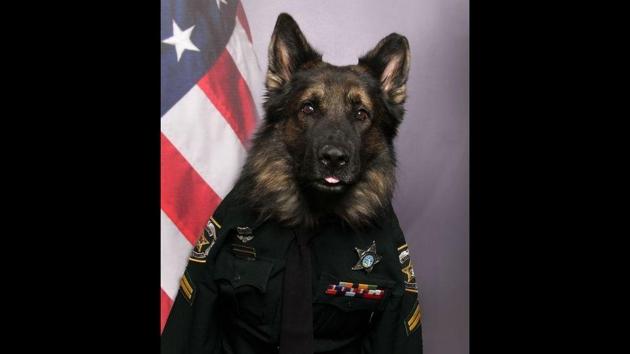 The image shows the police dog named Chico.(Facebook/@OrangeCoSheriff) The image shows the police dog named Chico.(Facebook/@OrangeCoSheriff)