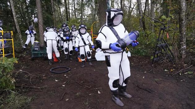 Sven Spichiger takes away a canister of Asian giant hornets on October 24 in Blaine, Washington. In Japan, where the insects are hunted and eaten, some 30 to 50 people die each year from their venomous and excruciating sting. (AP)