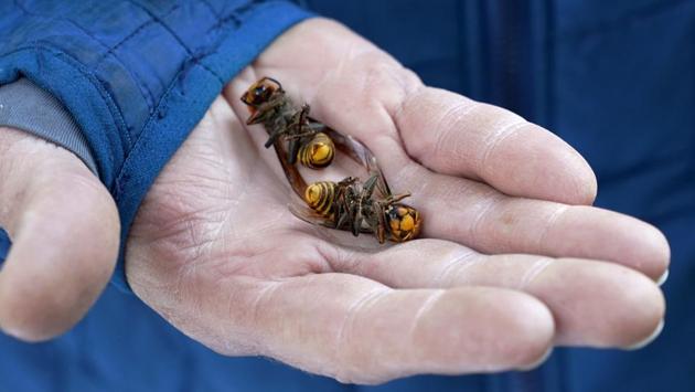 A Washington State Department of Agriculture (WSDA) worker holds two Asian giant hornets on October 24 in Blaine. After spending weeks searching for the insects, trapping and tracking them using dental floss to tie tiny radio trackers, entomologists in the WSDA on October 23 discovered the first ever nest of giant “murder hornets” in the United States. (Elaine Thompson / AP)
