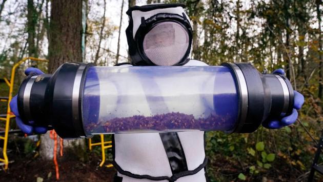 Sven Spichiger, WSDA managing entomologist, displays a canister of Asian giant hornets vacuumed from a nest behind him on October 24 in Blaine. Several more of the invasive pest not native to the US were subsequently caught, all in the same region. The WSDA believes there was a good chance that there are more nests waiting to be found. (Elaine Thompson / AFP)