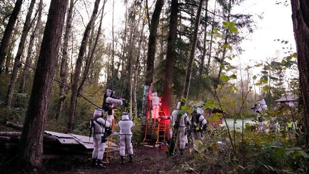 WSDA workers, wearing protective suits and working at dawn with red lamps, vacuum a nest of Asian giant hornets from a cavity in a dead tree on October 24 in Blaine. Scientists warn that unless the insect is eliminated, it could spread in North America and become permanently established. The hornets are known for decimating honeybee colonies. (Elaine Thompson / AFP)