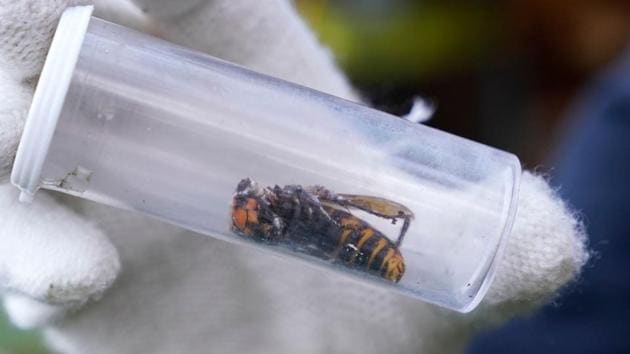 An Asian giant hornet taken from a nest on October 24 in Blaine, Washington. The stinging hornet, the world’s largest, can grow as large as 2-1/2 inches (6.4 cm) in length and is native to Southeast Asia, China and Taiwan. It was first discovered in the United States in December 2019 by a homeowner in Blaine. (Elaine Thompson / AFP)
